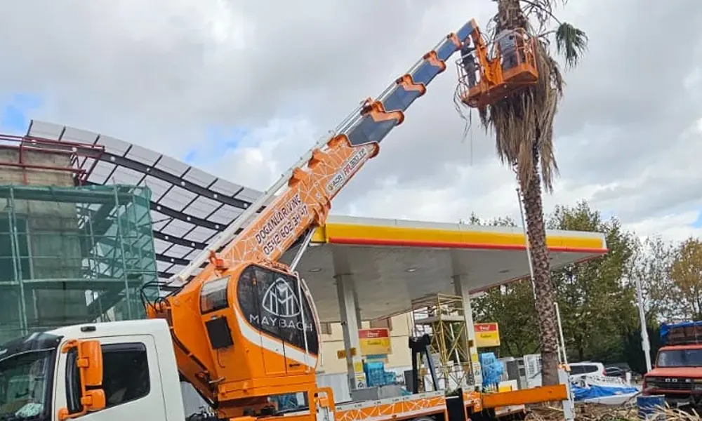 Ağaç Budama Servisi